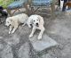 Anatolian Shepherd Puppies for sale in Crystal City, TX 78839, USA. price: $250