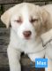 Anatolian Shepherd Puppies for sale in Uniontown, PA 15401, USA. price: NA