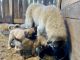 Anatolian Shepherd Puppies for sale in Pound, VA 24279, USA. price: $350
