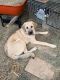 Anatolian Shepherd Puppies for sale in Inwood, WV, USA. price: NA