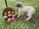 Anatolian Shepherd Puppies for sale in Miami, FL, USA. price: NA
