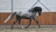 Andalusian Horses for sale in Elk Grove, CA, USA. price: $3,000