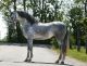 Andalusian Horses for sale in Dallas, TX, USA. price: $3,000