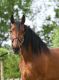 Andalusian Horses for sale in Dublin, OH, USA. price: $2,500