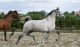 Andalusian Horses for sale in Asheville, NC, USA. price: $2,200