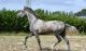 Andalusian Horses for sale in Montgomery, AL, USA. price: NA