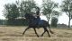 Andalusian Horses for sale in New York, NY, USA. price: $5,000