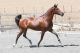 Andalusian Horses for sale in New York, NY, USA. price: NA