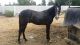 Andalusian Horses for sale in Jurupa Valley, CA 91752, USA. price: $10,000