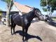 Andalusian Horses for sale in Banning, CA, USA. price: $4,000