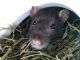 Andean Swamp Rat Rodents for sale in Bairnsdale, Victoria. price: $25