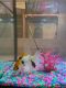 Angelfish Fishes for sale in Cherry Hill, NJ 08003, USA. price: NA