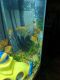 Angelfish Fishes for sale in Spring Grove, PA 17362, USA. price: NA