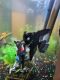 Angelfish Fishes for sale in Fort Gibson, OK 74434, USA. price: $300