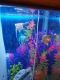 Angelfish Fishes for sale in Red Oak, TX, USA. price: NA