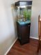 Angelfish Fishes for sale in Lake Elsinore, CA, USA. price: $75