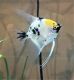 Angelfish Fishes for sale in Tioga Pointe Ln, Clover, SC 29710, USA. price: NA