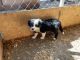 Anglo-Francais de Petite Venerie Puppies for sale in Riverside, CA, USA. price: $900