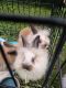 Angora rabbit Rabbits for sale in Anderson, IN, USA. price: NA