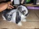 Angora rabbit Rabbits for sale in Houston, TX, USA. price: NA