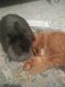 Angora rabbit Rabbits for sale in Cresaptown, MD 21502, USA. price: NA