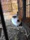 Angora rabbit Rabbits for sale in Elliott Rd, Washington 98296, USA. price: NA