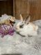 Angora rabbit Rabbits for sale in Warren, MI, USA. price: $250