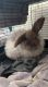 Angora rabbit Rabbits for sale in Boone, NC 28607, USA. price: NA