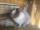 Angora rabbit Rabbits for sale in Morristown, TN, USA. price: NA