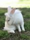 Angora rabbit Rabbits