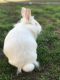 Angora rabbit Rabbits for sale in Bakersfield, CA 93306, USA. price: $85