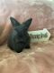 Angora rabbit Rabbits for sale in Tempe, AZ, USA. price: NA