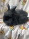 Angora rabbit Rabbits for sale in Tempe, AZ, USA. price: $80