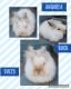 Angora rabbit Rabbits for sale in Fayetteville, PA 17222, USA. price: $25