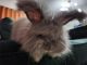 Angora rabbit Rabbits for sale in Stow, OH, USA. price: NA