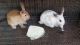 Angora rabbit Rabbits for sale in Houston, TX, USA. price: NA