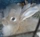 Angora rabbit Rabbits for sale in Memphis, TN, USA. price: $30