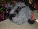 Angora rabbit Rabbits for sale in Medina, OH 44256, USA. price: NA