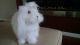 Angora rabbit Rabbits for sale in Excelsior, MN 55331, USA. price: NA