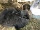 Angora rabbit Rabbits for sale in Old River-Winfree, TX, USA. price: NA