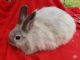 Angora rabbit Rabbits for sale in Floral City, FL 34436, USA. price: $10