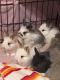 Angora rabbit Rabbits for sale in Frenchtown, NJ 08825, USA. price: NA