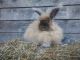 Angora rabbit Rabbits for sale in Dryden, VA, USA. price: $100