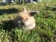 Angora rabbit Rabbits for sale in Hohenwald, TN 38462, USA. price: NA
