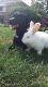 Angora rabbit Rabbits for sale in Taylor, MI 48180, USA. price: $200