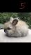Angora rabbit Rabbits for sale in Bentonville, VA 22610, USA. price: NA