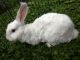 Angora rabbit Rabbits for sale in Racine, WI, USA. price: NA