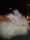 Angora rabbit Rabbits for sale in Hannibal, NY 13074, USA. price: $60