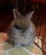 Angora rabbit Rabbits for sale in Highlandville, MO, USA. price: NA
