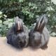 Angora rabbit Rabbits for sale in Cowlesville, NY, USA. price: NA